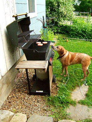kutya-grill