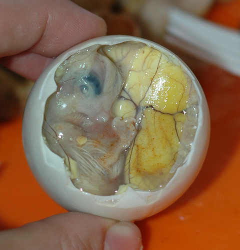 tojas-embrio