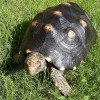 A fekete teknős vagy szenes teknős (Geochelone carbonaria)
