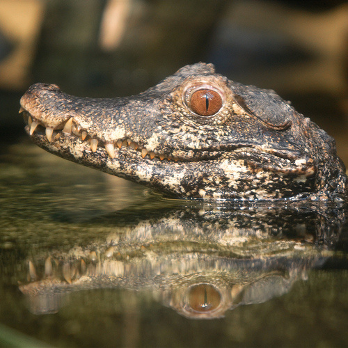 kis-krokodil