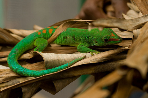 Madagaszkári nappali gekkók: ha durva vagy velük, kiugranak a bőrükből