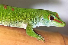 Madagaszkári nappali gekkók: ha durva vagy velük, kiugranak a bőrükből