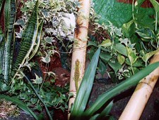 Madagaszkári nappali gekkó hüllŠfajok