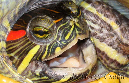 a teknős hasán piros foltok vannak hogyan lehet megszabadulni a pikkelysmr hegeitl