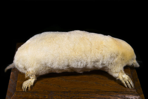albino-vakond