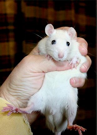 Fehér patkány