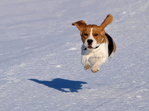 Beagle a hóban