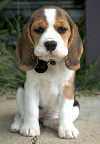 Beagle kölyök