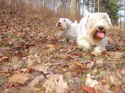 sealyham terrier, terrier,