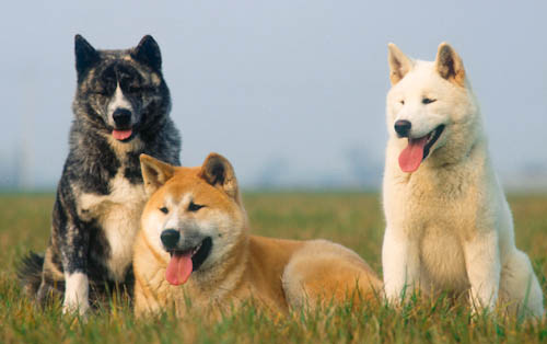 Akita-inu-csoportkep