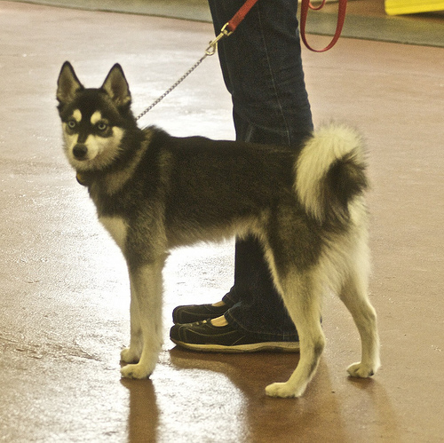 klee kai, alaszkai klee kai, alaszkai husky, kutya, kutyás kép