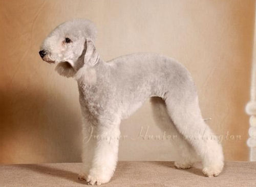 bedlington terrier, bedlington