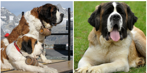 saint-bernard-dogs