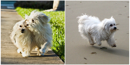 bichon-havanese-kutyak