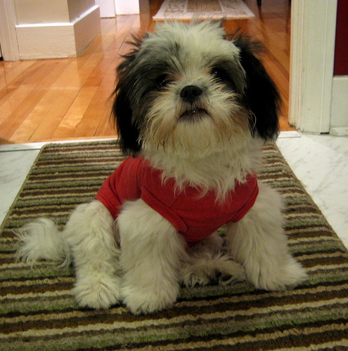 kutya-kutyafajta-kismeretu-kutyafajta-shih-tzu.jpg