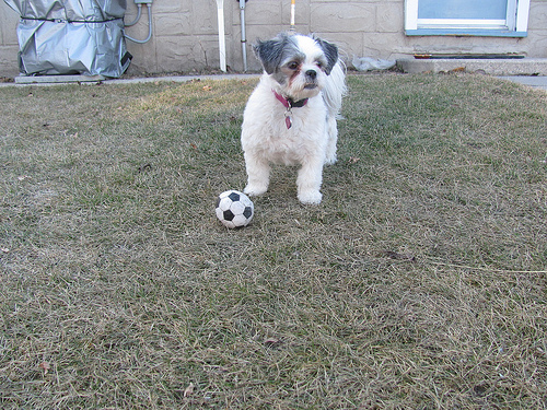 Shih Tzu, kutya, kiskutya, kisméretű kutya, kutyafajta