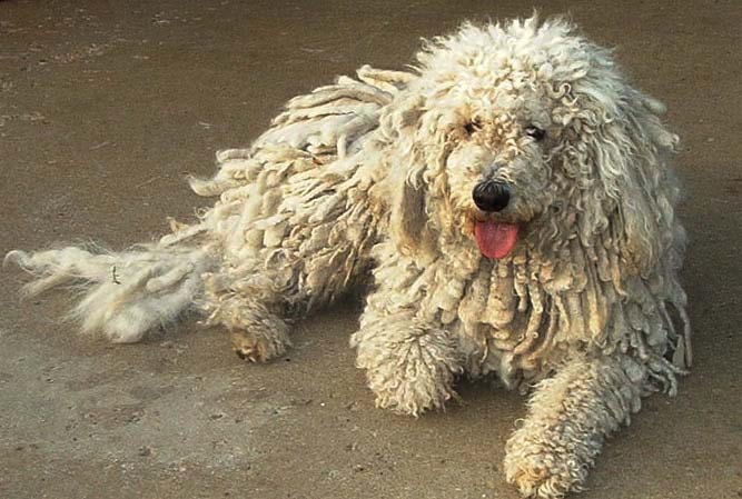 komondor, kutya, pásztorkutya