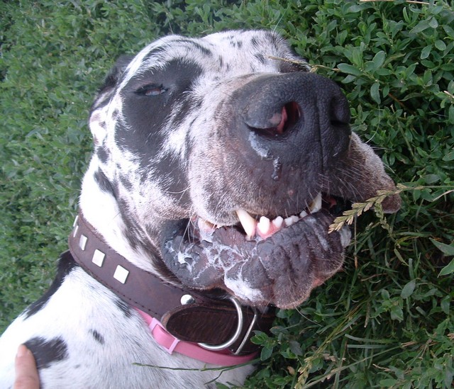 nemet-dog
