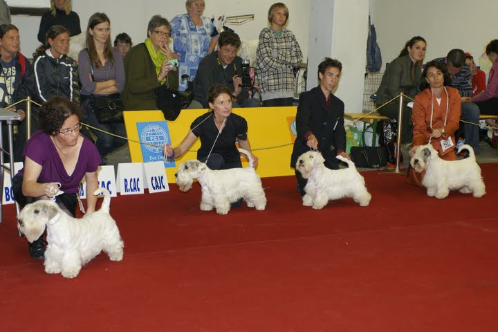 sealyham terrier, kutya, kutyafajta, kutyakiállítás