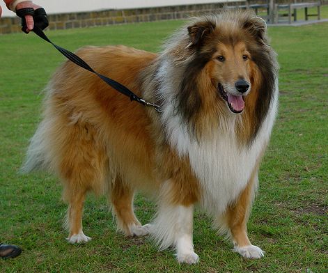 sheltie