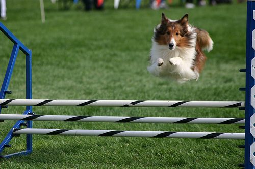 Sheltie agility akadályt ugrik át