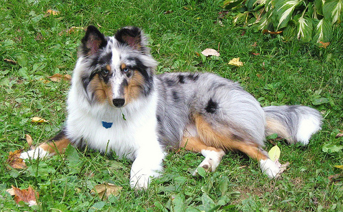 Blue merle sheltie