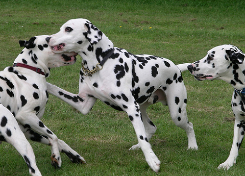 vidam-es-baratsagos-a-dalmata_2.jpg