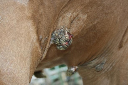 A ló papillomatosisának kezelése A HPV fertőzöttség tünetei