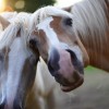 Lovas tudnivalók: a vitaminok fontossága a ló táplálkozásában