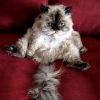 A perzsa macska rejtélye