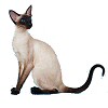 Sziámi macska: mutáció vagy az aranymacska leszármazottja?