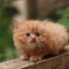 Hányféle macska él a Földön?