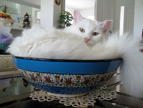 angóra, macska, macska, fehér