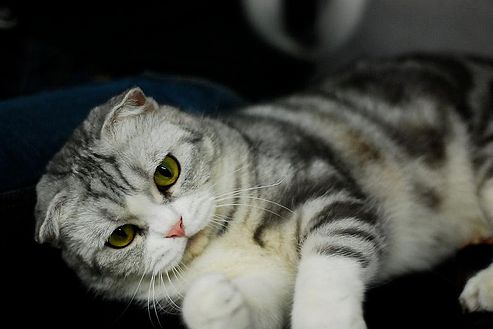 brit rövidszőrű skt lógófülű macska magyarul