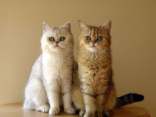 Két exotic macska