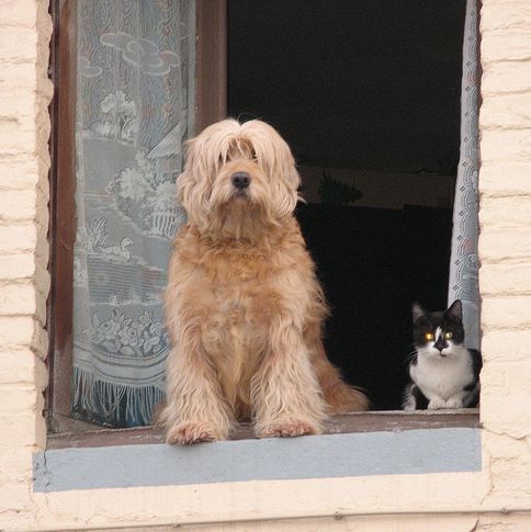 kutya, cica, ablak