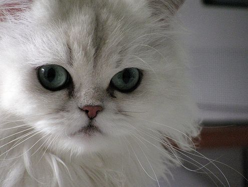 Képtalálat a következőre: „perzsa macska”