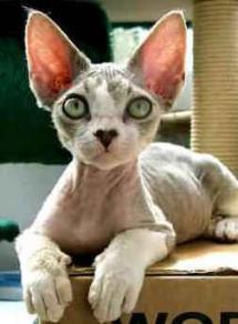 macskafajta, devon rex, szőrhullató, macskaszőr, tenyésztett macska,allergia