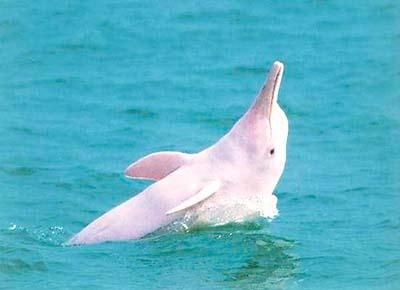 Albínó delfin