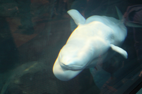 Beluga bálna