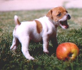kiskutya-kutyanevek-jack-russel-terrier.jpg