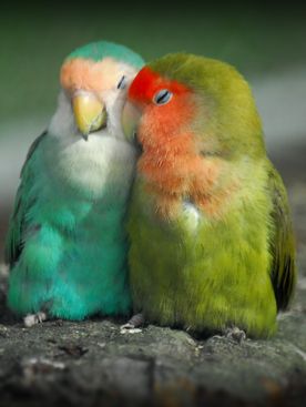 Tollas barátaink - fontos tanácsok madártartóknak