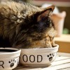 A macska helyes táplálása