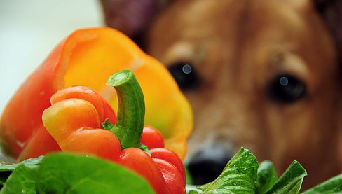 kutya, zöldség, paprika