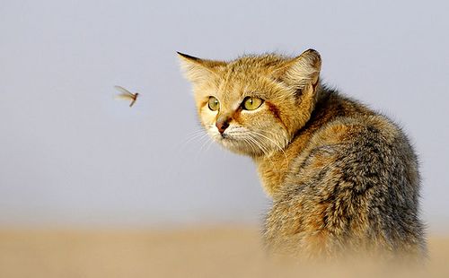 Cica légyre vadászik