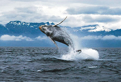 A bálna legnagyobb súlya. A kék bálna a legnagyobb modern állat. Kék bálna alfaj