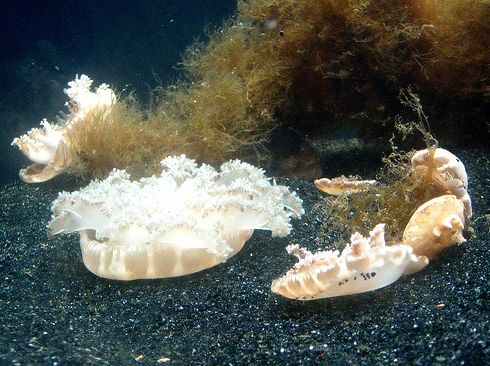 Cassiopeia xamachana, medúza