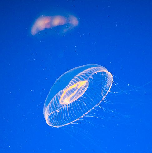 Aequorea Victoria, medúza, akvárium