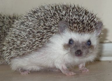 Kép