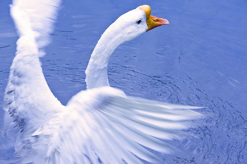 http://www.haziallat.hu/upload/4/article/4374/butykos-hattyu-a-tavon_width.jpg
